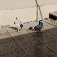 کفتر گرفتنی|پرنده|قم, نخودی|دیوار