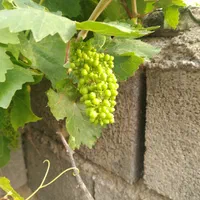 فروش باغ در جعفر آباد .چشمه کبود|فروش خانه و ویلا|سیوان, |دیوار