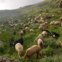 قوچ مغانی دامازدخ