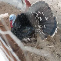 بوقلمون و خروس محلی و دوتا مرغ