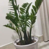 گیاه زامیفولیا