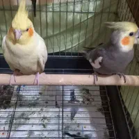 عروس هلندی جفت کینگ سایز|پرنده|تهران, نیروی هوایی (پیروزی)|دیوار