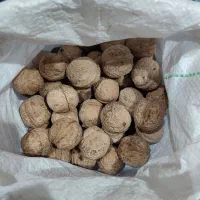 گردو|خوردنی و آشامیدنی|سی‌سخت, |دیوار