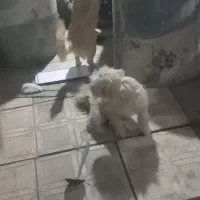 سگ پاکوتا خانگی سیتزو|سگ|مراغه, |دیوار