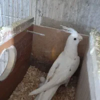 فروش چند جفت عروس مولد رو تخم|پرنده|اسکو, |دیوار