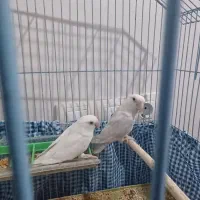 طوطی برزیلی