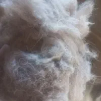 پشم بره