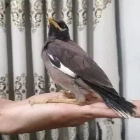 جوجه مینا بالغ