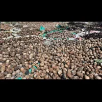 خانه روستایی در گلجین وده پونزده باغ و مزرعه گردو|فروش خانه و ویلا|قره پشتلو, |دیوار