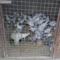 کفتر خوب|حیوانات مزرعه|رباط‌کریم, حکیم آباد|دیوار