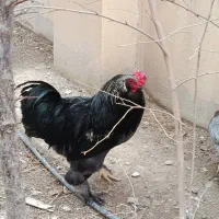 خروس مشکی برهما