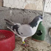 کاغذی خطی ماده عتیقه وبدرنگ ماده هردو گرفتنی|پرنده|قزوین, |دیوار