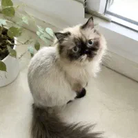 واگذاری گربه سیامی هیمالین ماده