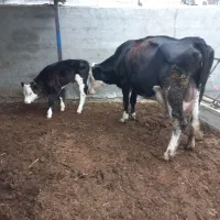 گاوسیمنتال ۳۵کیلوشیر|حیوانات مزرعه|بندر ترکمن, |دیوار