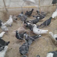 تعداد ۹۵عدد جنگنده پرشی|پرنده|تاکستان, |دیوار