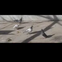 کبوتر پلاکی|پرنده|الوند, |دیوار