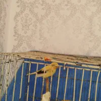 دو عدد ماده قناری اماده