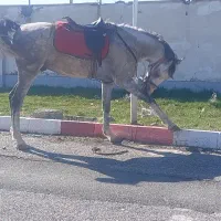 اسب|اسب و تجهیزات اسبسواری|سنندج, |دیوار