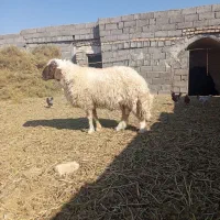 قوچ تخم|حیوانات مزرعه|جلگه ماژان, |دیوار