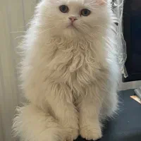 گربه بریتیش لانگ هیر|گربه|کرج, عظیمیه|دیوار