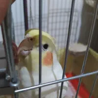 عروس هلندی مولد