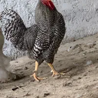 خروس امروک سرحال