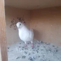 کفتر