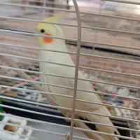 عروس هلندی نر