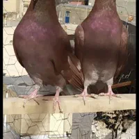 کبوتر نژاد دارد معاوضه