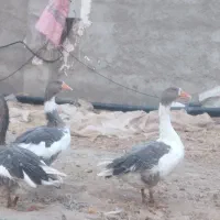 غاز.