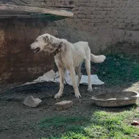 توله ۶ماهه نر