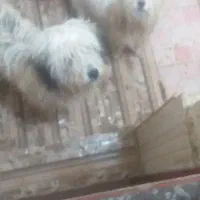 دوعددسگ‌شیتزو‌نروماده