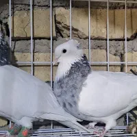 کبوتر