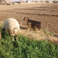 دوتا بزغاله ماده تا دوقول