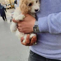 سگ پودل|سگ|سنندج, |دیوار