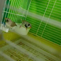 جفت فنچ کینگ باتخم