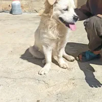 سگ خانگی اشپیتز