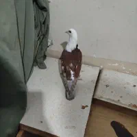 کلاغ سرخ|پرنده|نیشابور, شهرک بسیج|دیوار