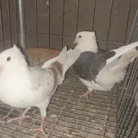 کبوتر خوشونه...