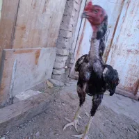 خروس لاری