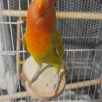 طوطی کوتوله برزیلی