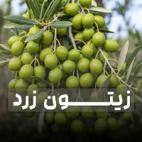 فروش ویژه ی نهال زیتون با ۵ سال ضمانت