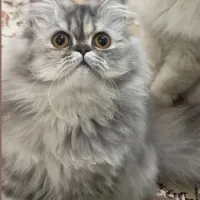فروش گربه