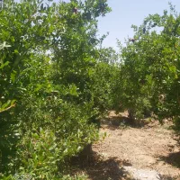 فروش-1060متر-باغ-احمدآباد
