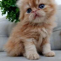 گربه پرشین|گربه|رشت, چمارسرا|دیوار