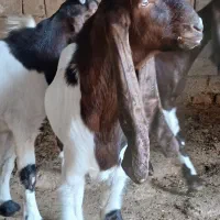 بز افغانی دوعدد نر هویزه|حیوانات مزرعه|اهواز, بهارستان|دیوار