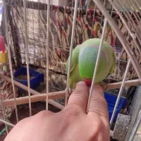 ملنگو سخنگو طوطی روزمادر|پرنده|لنجان, |دیوار