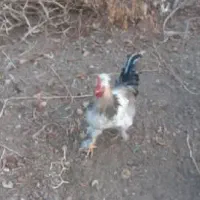 خروس نژاد دار جوان