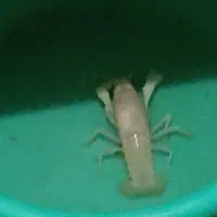 لابستر سفید ۴ بندی