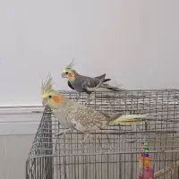 عروس هلندی|پرنده|تهران, عبدل‌آباد|دیوار